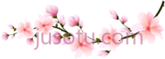 玫瑰,花 PNG