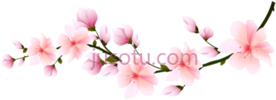 玫瑰,flores flor bonita rosa 5 PNG