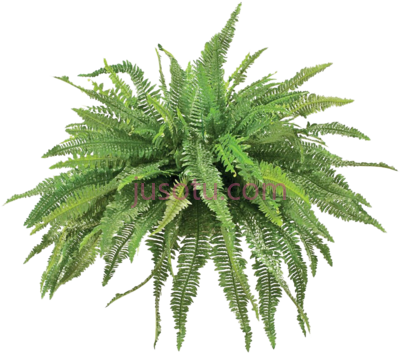 蕨类,fern animated PNG
