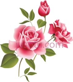 粉红玫瑰PNG