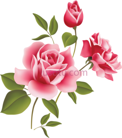 粉红玫瑰,pink flower rose PNG