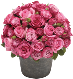 玫瑰花盆,flowers PNG