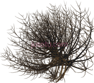 沙漠灌木植物,desert bush plant PNG