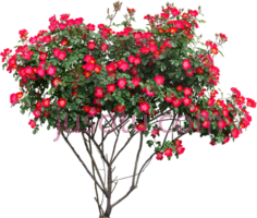 树木景观,花 PNG