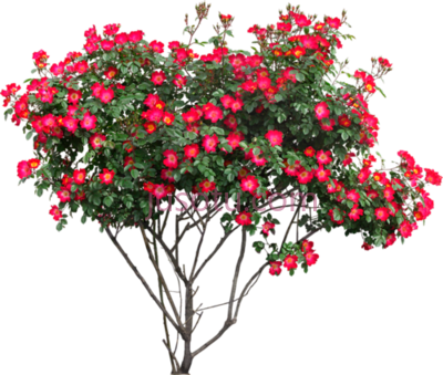 树木景观,tree landscape elements PNG