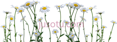 雏菊,daisies PNG