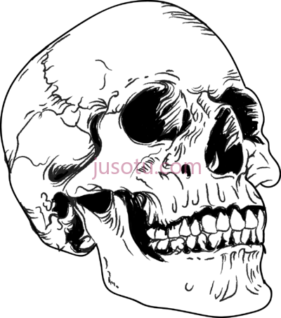 头骨,anatomical skull PNG