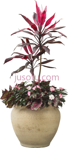 室内植物PNG