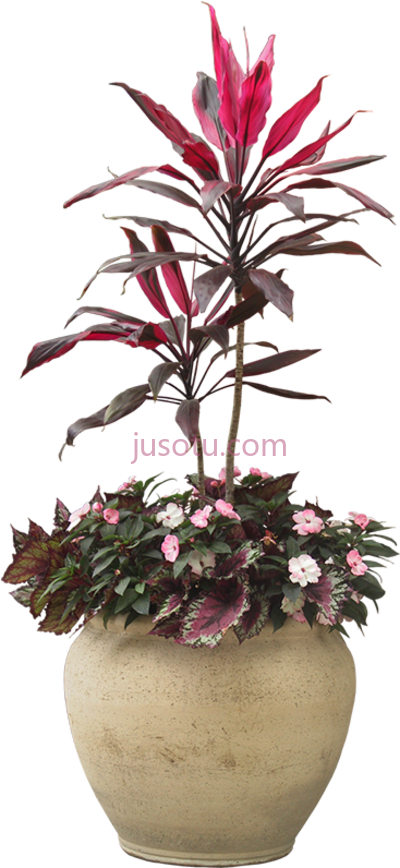室内植物,indoor plants PNG