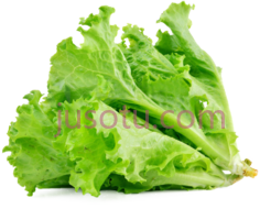 生菜PNG