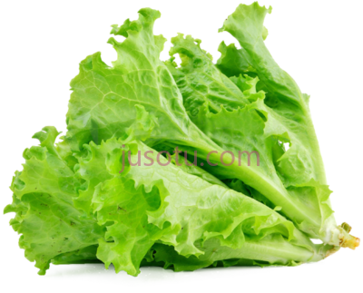 生菜,lettuce sandwich butterhead vegetable salad PNG