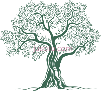 橄榄树,olive tree PNG