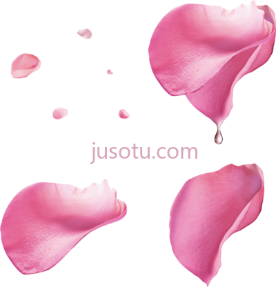 玫瑰花瓣粉红色,roses petals rosepetals pink flowers flower PNG