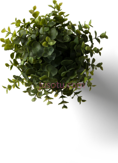 花卉,flower plant PNG