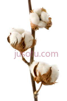 棉株PNG