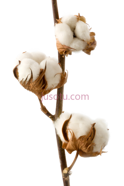 棉株,cotton plant PNG