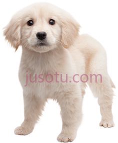 金毛猎犬PNG