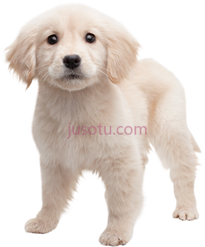 金毛猎犬,golden retriever puppy PNG