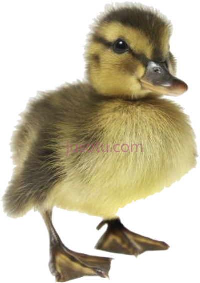 小鸭子,baby ducks PNG