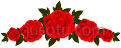 玫瑰花,rose floral frame PNG