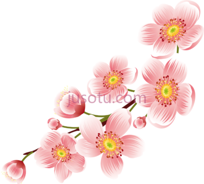 樱花,cherry blossom flower PNG