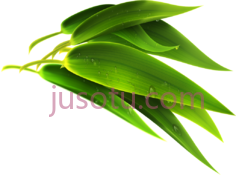 绿竹叶PNG