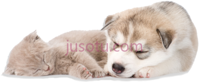 熟睡狗猫,sleeping dog and cat PNG