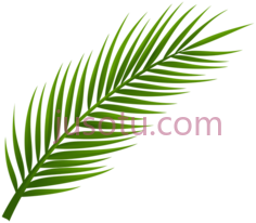 棕榈,树叶 PNG
