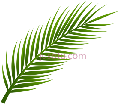 棕榈,more information PNG
