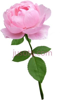 玫瑰淡粉色花朵盛开PNG