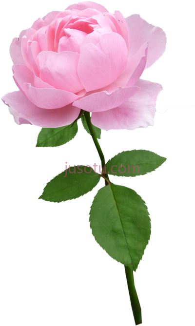玫瑰淡粉色花朵盛开,rose stem pale pink flower bloom PNG