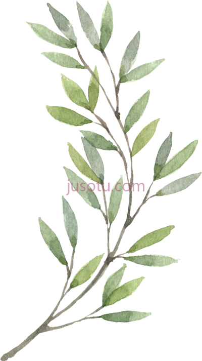 植物水彩,plants flower watercolor painting hand painted PNG