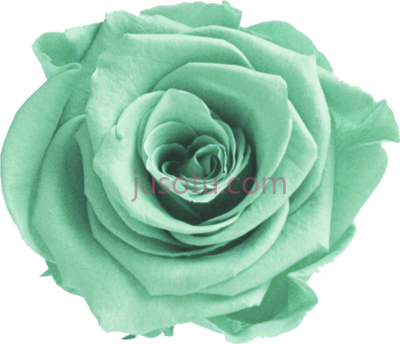 绿色薄荷花,mint flower PNG
