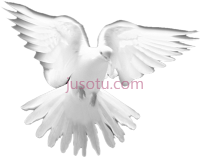 圣灵白鸽,holy spirit dove white PNG