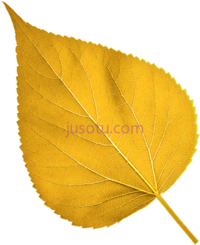 金叶子,gold leaf PNG
