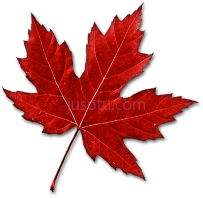 枫树叶,canada leaf real canadian maple PNG
