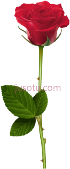 单瓣玫瑰红PNG