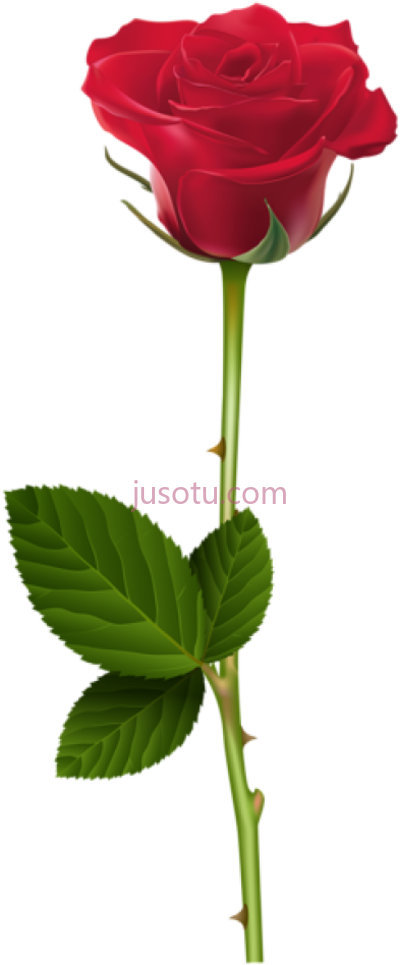单瓣玫瑰红,single rose red PNG