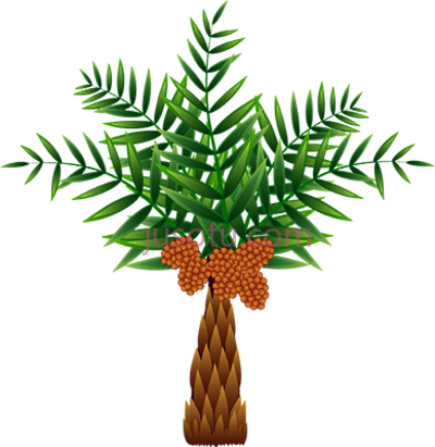 油棕树,oil palm which was originally native to africa PNG