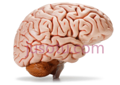 大脑PNG