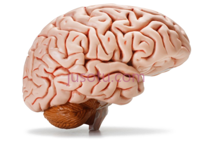 大脑,brain PNG