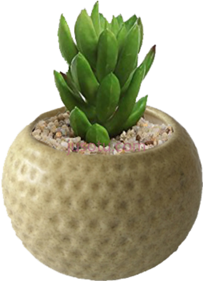 陶瓷壶植物,matte finished dotted ceramic pot PNG
