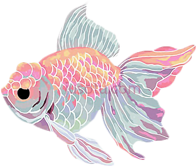 金鱼,goldfish kawaii PNG