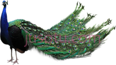 孔雀羽毛, PNG