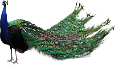 孔雀羽毛,peacock feather PNG
