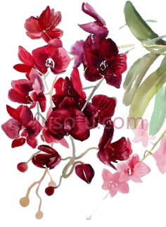 水彩兰花, PNG