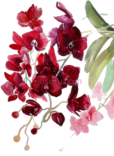 水彩兰花,watercolor paintings orchids flowers PNG