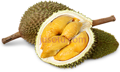 榴莲,durian PNG