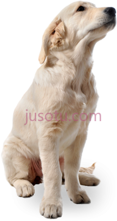 狗PNG