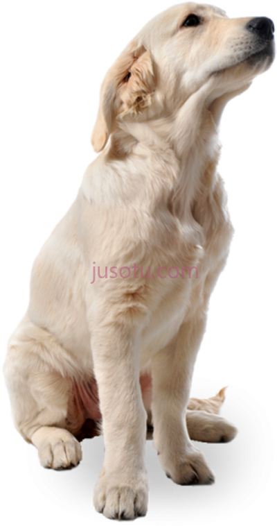 狗,people cut out render animals PNG